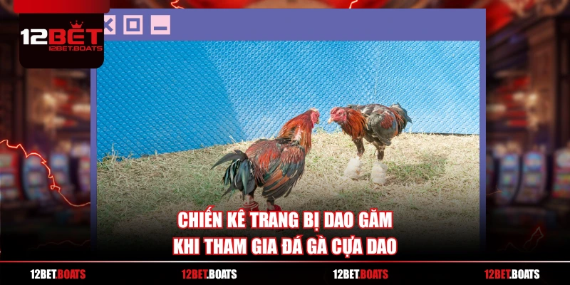 Chiến kê trang bị dao găm khi tham gia đá gà cựa dao