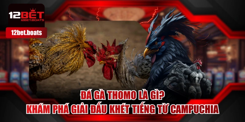 Đá Gà Thomo Là Gì