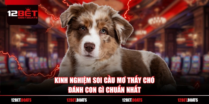 Kinh nghiệm soi cầu mơ thấy chó đánh con gì chuẩn nhất