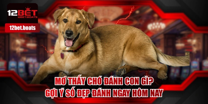 Mơ Thấy Chó Đánh Con Gì