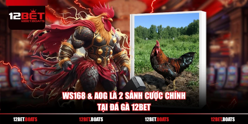 WS168 & AOG là 2 sảnh cược chính tại Đá Gà 12BET