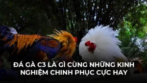 Đá Gà C3 Là Gì Cùng Những Kinh Nghiệm Chinh Phục Cực Hay