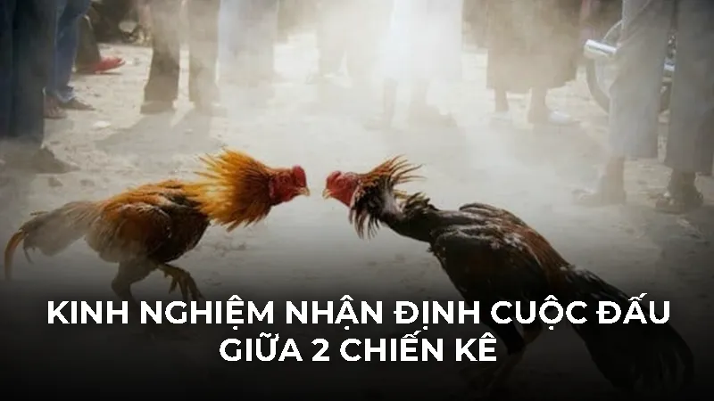 Kinh nghiệm nhận định cuộc đấu giữa 2 chiến kê